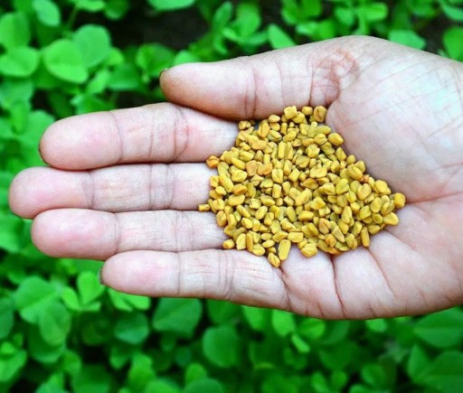 Semínka pískavice Trigonella foenum-graecum Fenugreek 200 ks Aromatická bylinka se zelenými listy Na záhon i do truhlíku a na klíčky