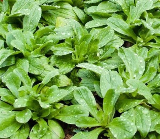 Semínka polníčku Valerianella locusta Coquille de louviers 390 ks Listová zelenina se zelenými listy Na záhon i do truhlíku