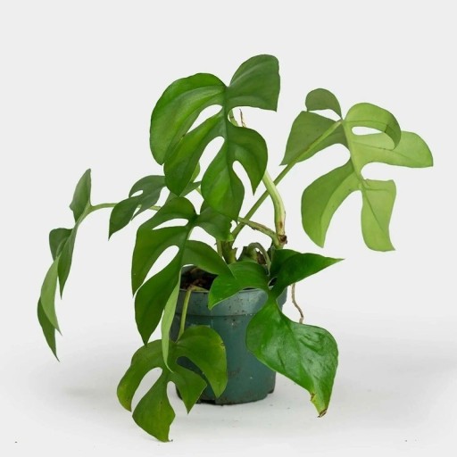 Semínka popínavky Rhaphidophora tetrasperma Mini Monstera 20 ks Pokojová rostlina s dělenými zelenými listy Na pěstování i do skleníku