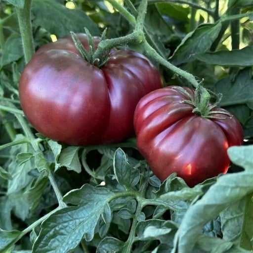 Semínka rajčete Solanum lycopersicum Black Krim 5 ks Odrůda s velkými tmavě červenými masitými plody Na záhon i do skleníku