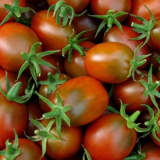 Semínka rajčete Solanum lycopersicum Black Plum 5 ks Odrůda s podlouhlými tmavě červenými švestkovitými plody Na záhon i do skleníku