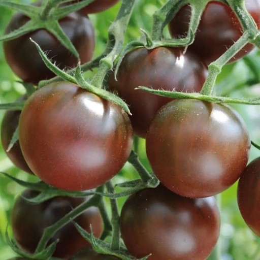 Semínka rajčete Solanum lycopersicum Chocolate Cherry 5 ks Odrůda s drobnými kulatými tmavě červenohnědými plody Na záhon i do skleníku