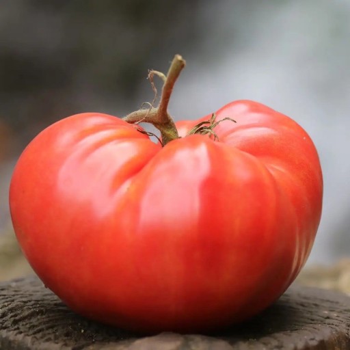 Semínka rajčete Solanum lycopersicum German Pink 5 ks Odrůda s velkými růžovými masitými plody Na záhon i do skleníku a truhlíku