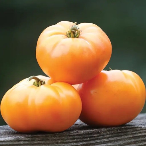 Semínka rajčete Solanum lycopersicum Oma's Orange 5 ks Odrůda s velkými oranžovými masitými plody Na záhon i do skleníku a truhlíku