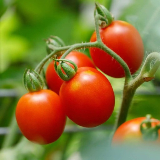 Semínka rajčete Solanum lycopersicum Principe Borghese 5 ks Odrůda s drobnými oválnými červenými plody Na záhon i do skleníku a truhlíku