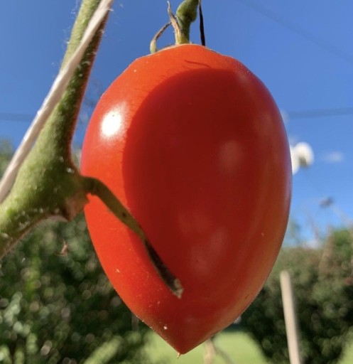 Semínka rajčete Solanum lycopersicum Salvaterra's Select 5 ks Odrůda s podlouhlými červenými masitými plody Na záhon i do skleníku