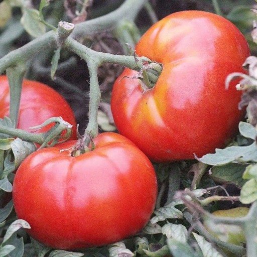 Semínka rajčete Solanum lycopersicum Silvery Fir Tree 5 ks Odrůda s kulatými červenými plody a stříbřitými listy Na záhon i do truhlíku
