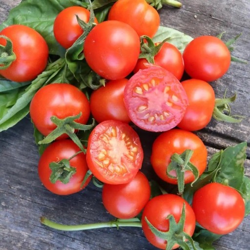 Semínka rajčete Solanum lycopersicum Tommy Toe 5 ks Odrůda s drobnými kulatými sytě červenými plody Na záhon i do skleníku a truhlíku