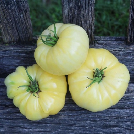 Semínka rajčete Solanum lycopersicum White Tomesol 5 ks Odrůda s velkými krémově bílými masitými plody Na záhon i do skleníku