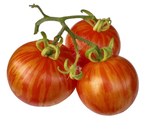 Semínka rajčete Tigerella 250 ks Rajče tyčkové žíhané semena Snadné pěstování