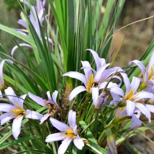 Semínka rostliny Xerophyta retinervis Resurrection Lily 10 ks Sukulentní rostlina s bledě fialovými květy Na pěstování i do sbírky
