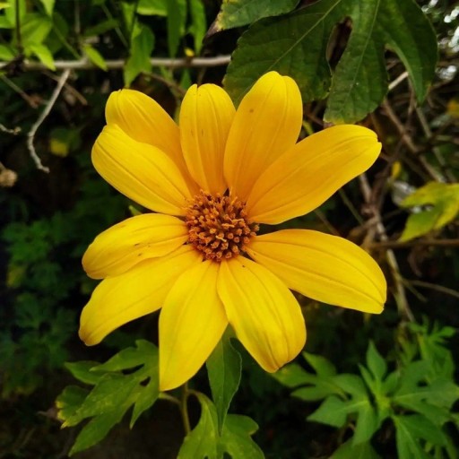 Semínka slunečnice Tithonia diversifolia 20 ks Vzrostlá rostlina s velkými žlutými květy Na zahradu i na zelené hnojení a pro včely