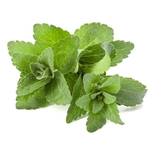 Semínka stévie Stevia rebaudiana 50 ks Sladká bylinka se zelenými sladkými listy Na záhon i do truhlíku a na parapet a do kuchyně