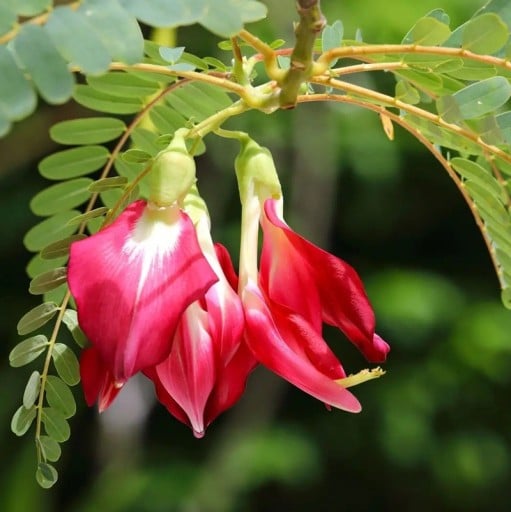 Semínka stromu Sesbania grandiflora Red 10 ks Rychlý strom s velkými červenými květy a zpeřenými listy Na pěstování i do skleníku