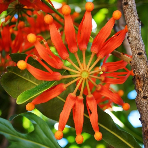 Semínka stromu Stenocarpus sinuatus Firewheel Tree 20 ks Okrasný strom s červenooranžovými kolovitými květy Na pěstování i do sbírky