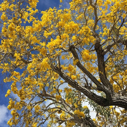 Semínka stromu Tabebuia aurea 5 ks žlutý trumpetový strom exotická okrasná rostlina se žlutými květy pro pěstování doma i na zahradě