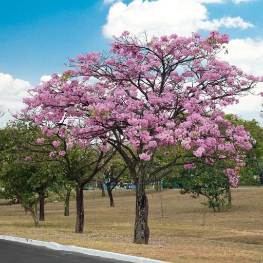 Semínka stromu Tabebuia rosea 20 ks růžový trumpetový strom exotická okrasná rostlina s růžovými květy pro pěstování doma i na zahradě
