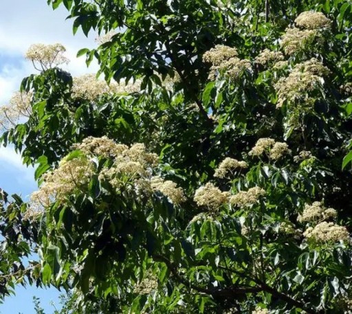 Semínka stromu Tetradium daniellii Honey Tree 100 ks Opadavý medonosný strom s krémově bílými květy Na zahradu i pro včely
