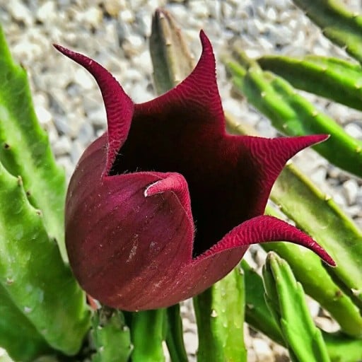 Semínka sukulentu Stapelia leendertziae Black Bells 10 ks Sukulent s tmavě vínovými zvonkovitými květy Na pěstování i do sbírky