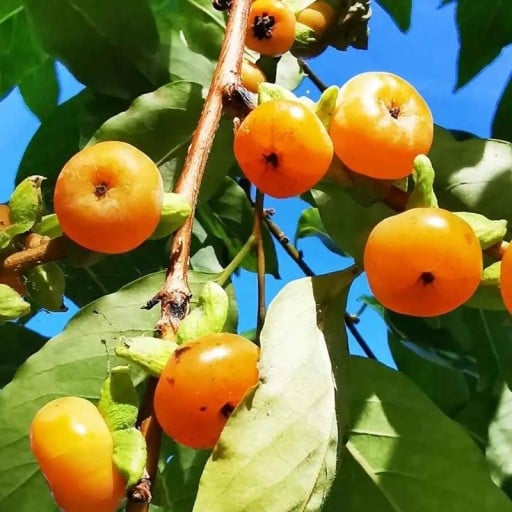 Semínka tomel kavkazský Diospyros lotus 5 ks otužilý ovocný strom s drobnými oranžovými plody pro výsadbu na zahradě i do nádob