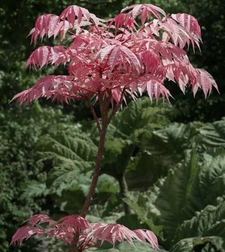 Semínka toony Toona sinensis Flamingo 30 ks Opadavý okrasný strom s růžovými mladými listy Na zahradu i jako solitéra na trávník
