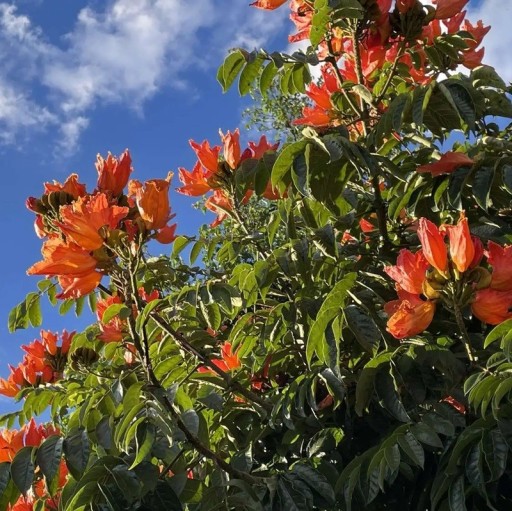 Semínka tulipánovníku Spathodea campanulata African Tulip Tree 50 ks Tropický strom s oranžově červenými květy Na pěstování i do sbírky