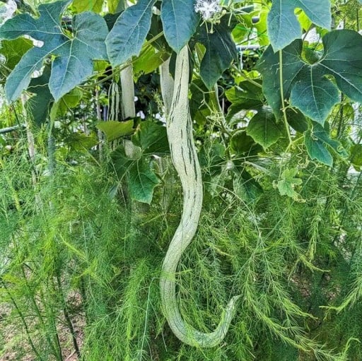 Semínka tykve Trichosanthes cucumerina Snake Gourd 5 ks Popínavá rostlina s dlouhými zelenými hadovitými plody Na oporu i do kuchyně