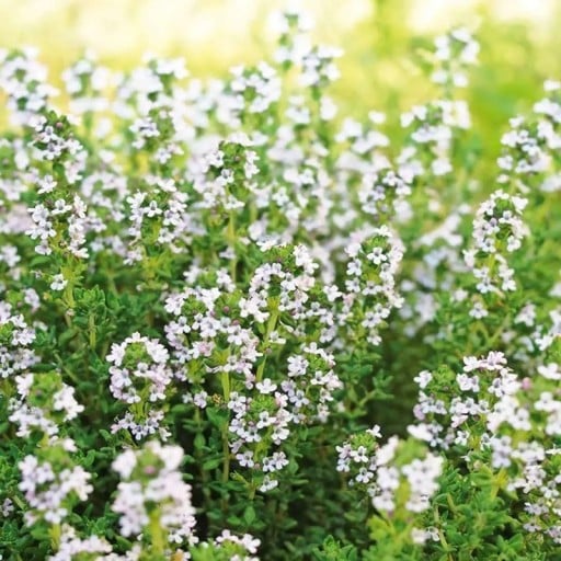 Semínka tymiánu Thymus vulgaris 1000 ks Kořenící bylinka s aromatickými zelenými listy a drobnými bílými květy Na záhon i do truhlíku