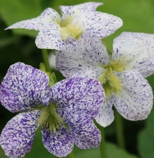 Semínka violky Viola sororia Freckles 10 ks Nízká trvalka s bílými tečkovanými květy Na záhon i do skalky a do truhlíku na balkon