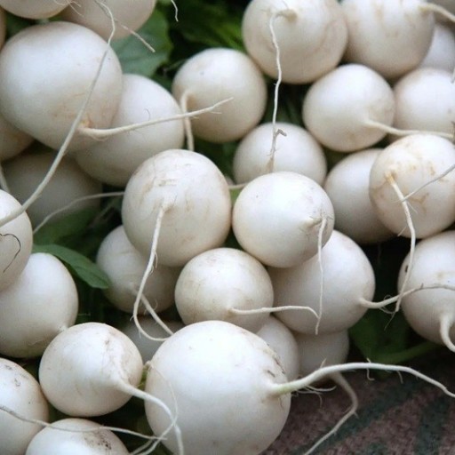 Semínka vodnice Brassica rapa subsp. rapa 50 ks tradiční kořenová zelenina s bílými kulatými bulvami pro výsev na zahradě i v truhlíku