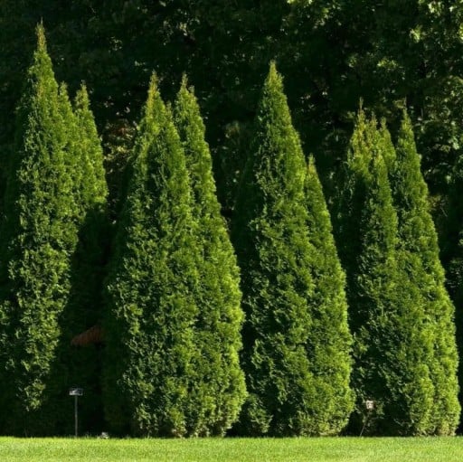 Semínka zeravu Thuja occidentalis 50 ks Stálezelený jehličnan se zelenými šupinatými listy Na živý plot i na zahradu a k tvarování