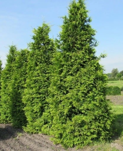 Semínka zeravu Thuja plicata 100 ks Stálezelený jehličnan s tmavě zelenými šupinatými listy Na živý plot i na zahradu a k tvarování