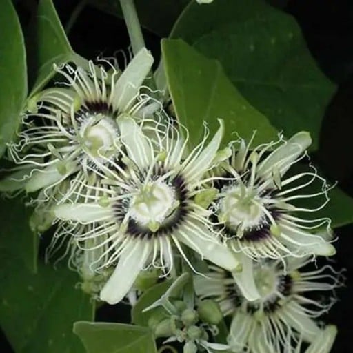Semințe de mușcată Passiflora auriculata 5 buc Liant cățărător cu fructe de un mov închis și frunze late Pentru seră și grădina de iarnă