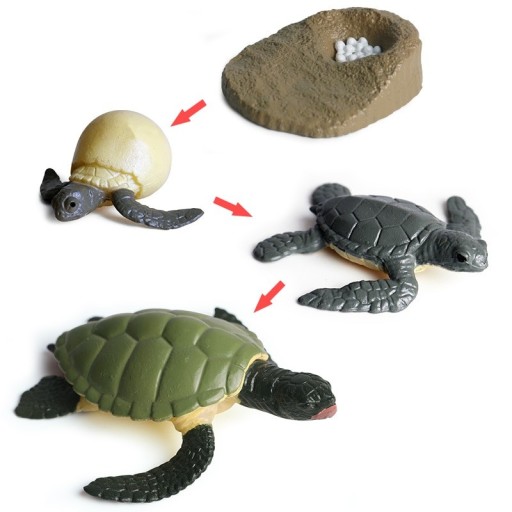 Skildpadde livscyklusfigurer 4 stk.