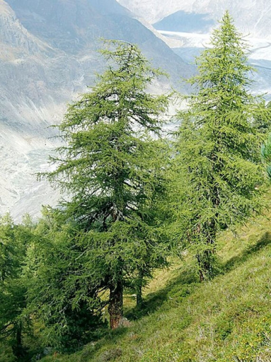Smrekovec opadavý Larix decidua smrekovec európsky ihličnatý strom Jednoduché pestovanie vonku 75 ks semienok
