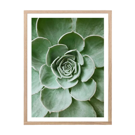 Stor vægplakat af sukkulent detalje af plantens blade 50 × 70 cm tryk på lærred grøn naturlig motiv dekoration til indretning uden ramme