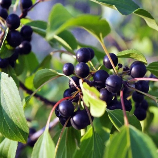 Střemcha Prunus padus 50 db Díszfának fehér illatos fürtös virágai és zöld levelei vannak Kertbe és üvegházba