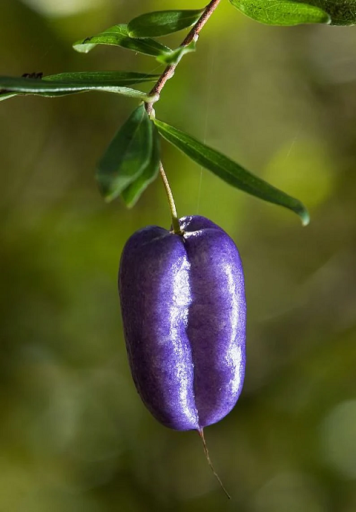Svitečka Billardiera longiflora popínavá rostlina Snadné pěstování venku 15 ks semínek