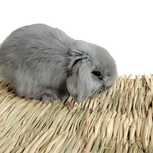 Tapis en herbe pour rongeurs