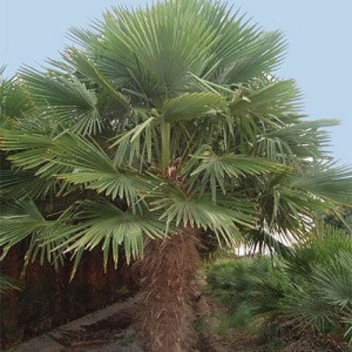 Trachykarpus žinený Trachycarpus fortunei druh palmy Jednoduché pestovanie vonku 30 ks semienok