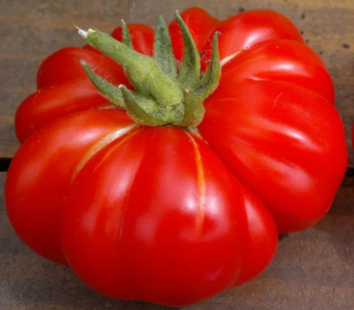 Tyčková odroda paradajky Costoluto Fiorentino Solanum lycopersicum Poľné paradajka Jednoduché pestovanie vo vnútri, vonku, na záhonoch, v kvetináčoch 100 ks semienok