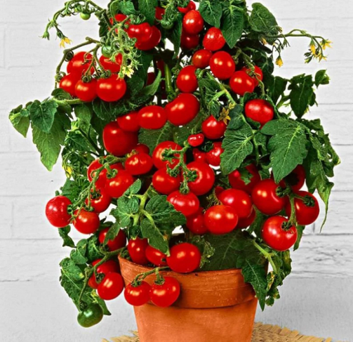 Tyčková odrůda rajčete Minibel Solanum lycopersicum Mini rajče Snadné pěstování uvnitř, venku, na záhonech, v květináčích 25 ks semínek