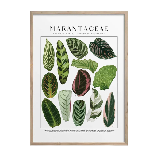 Velký plakát na zeď s listy marantovitých rostlin 50 × 70 cm tisk na plátno měkký botanický motiv bez rámu dekorace interiéru