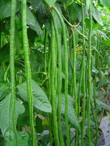 Vigna čínská Fazol pnoucí Metro semena snadné pěstování uvnitř, venku, na balkon, na zahradu Metrové fazole semínka 5 ks