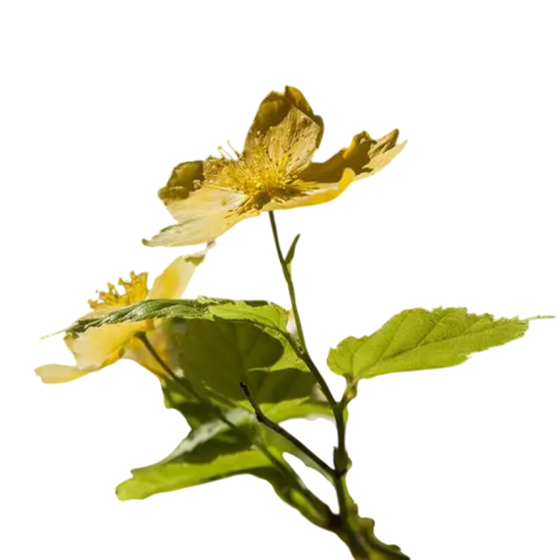 Vlaštovičník větší (Chelidonium majus) 100 db - évelő gyógynövény sárga virágokkal kertbe és félárnyékos helyekre