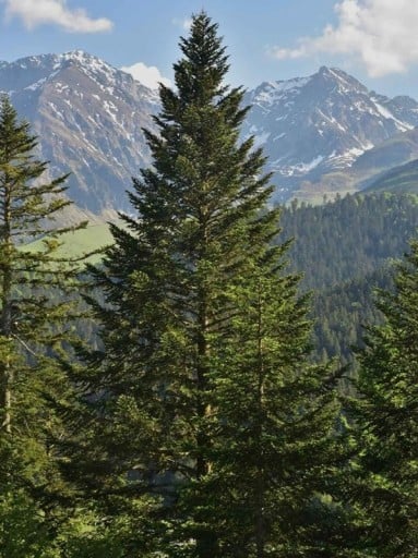 Zaden van de zilverspar Abies alba European Silver Fir, 10 stuks, naaldboom, groene naalden, aanplant voor tuin en bos