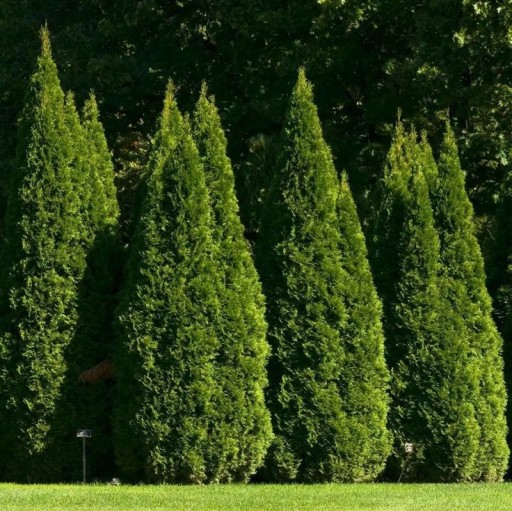 Zerav Thuja occidentalis magok 50 db Stálezölden zöld pikkelylevelű fenyő Élő sövényhez és kertbe, formázáshoz