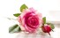 Dekoračné umelé ruže ružová