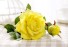 Dekoračné umelé ruže žltá