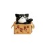 Dekoratív miniatűr macska egy dobozban fekete